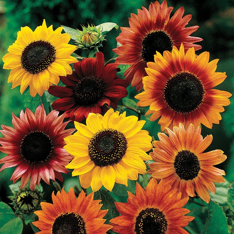 Heirloom Mixed Sunflower Seeds for Planting  Non-GMO, Colorful Flower Seeds for Vibrant Gardens 100