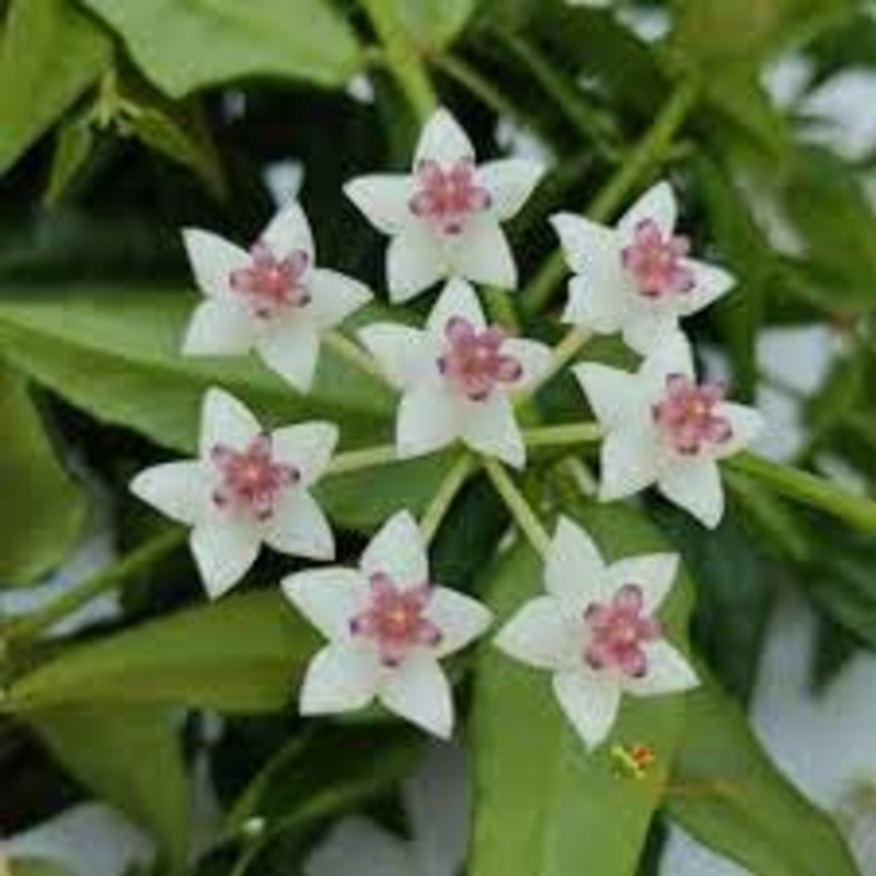 Heirloom Non-GMO Hoya Bella Flower Seeds  Tropical Flower Seeds for Home Gardening 100