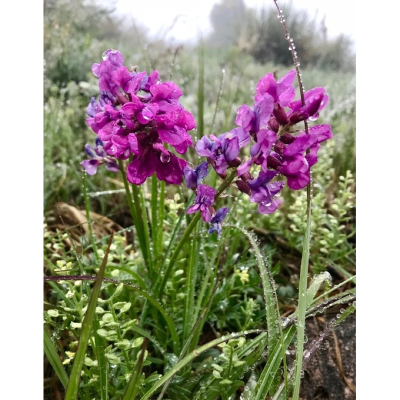 Heirloom Non-GMO Oxytropsis Lambertii Flower Seeds  Rare Wildflower Seeds for Planting 100