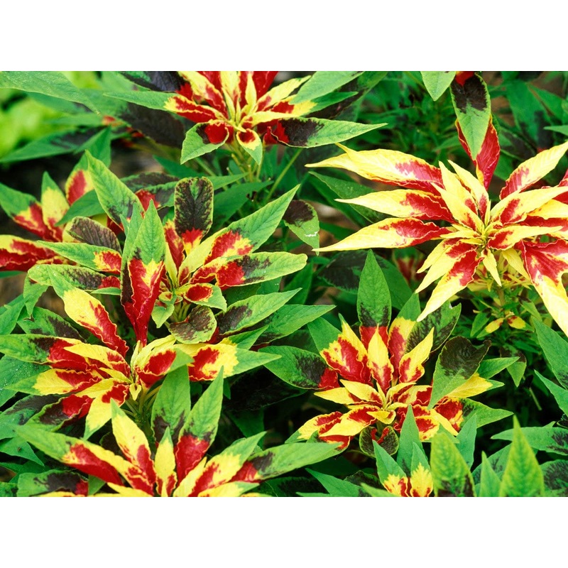 Heirloom Non-GMO Red Yellow Poinsettia Flower Seeds for Planting  Vibrant Holiday Blooming Seeds 100