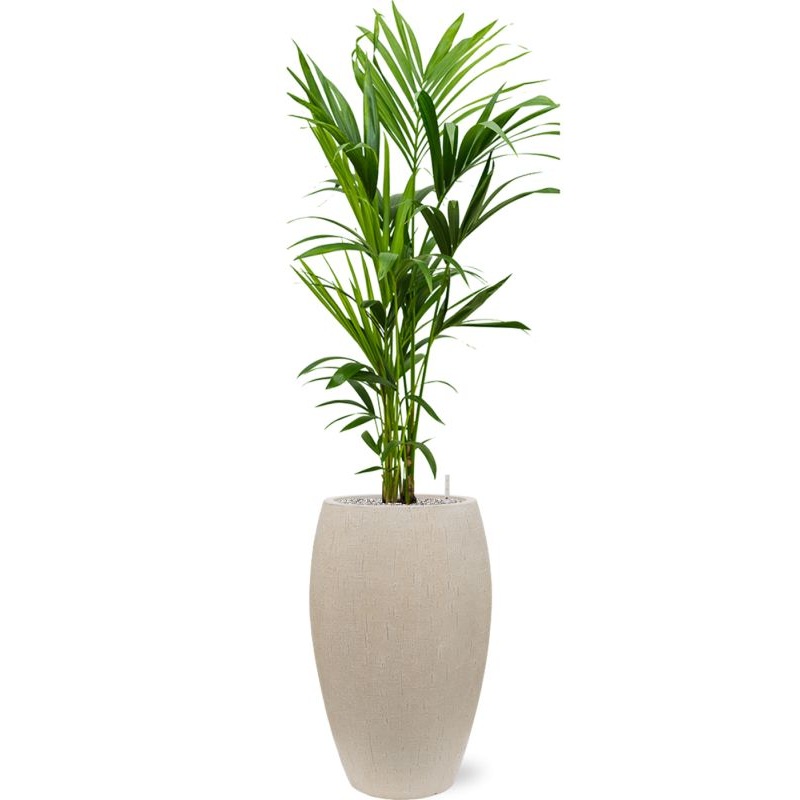 Kentia (Howea) forsteriana in Baq Raindrop Office Plant With Pot 158cm Height 33cm Dia