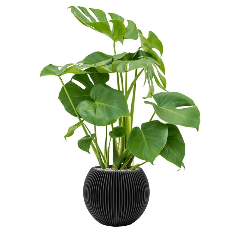 Monstera deliciosa in Capi Nature Groove Office Plant With Pot 94cm Height 21.5cm Dia