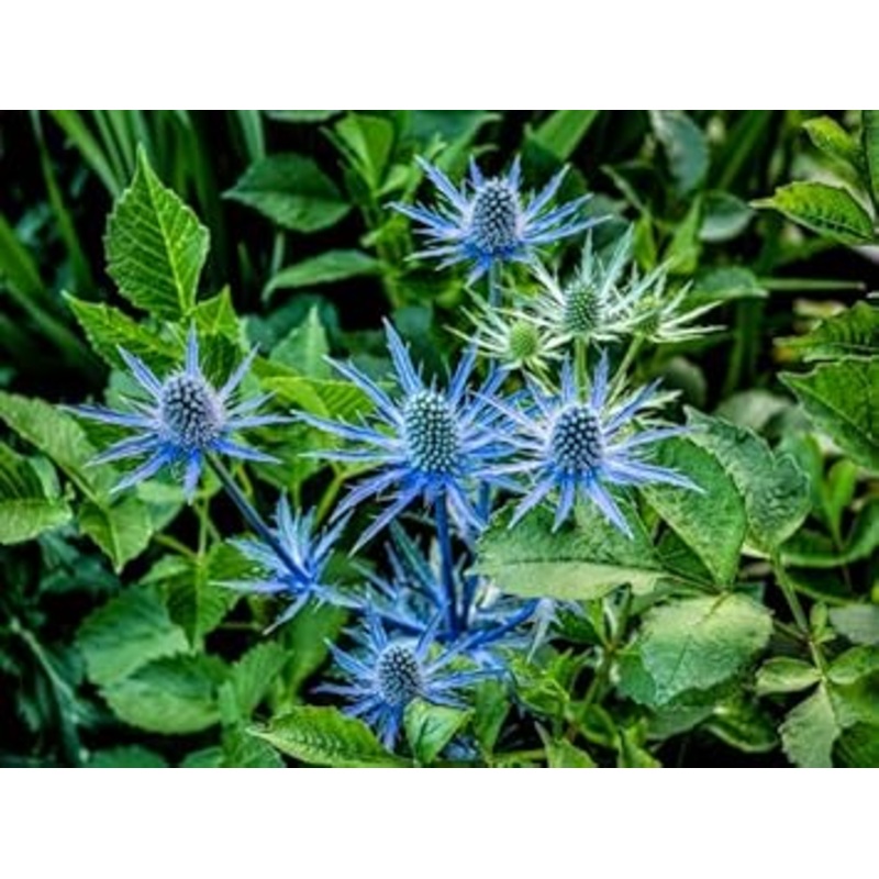 Organic Eryngium Planum Flower Seeds for Planting  Heirloom, Non-GMO 100