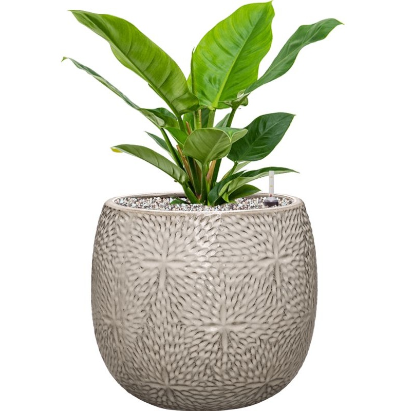 Philodendron ‘Imperial Green’ in Marly Office Plant With Pot 52cm Height 23cm Dia