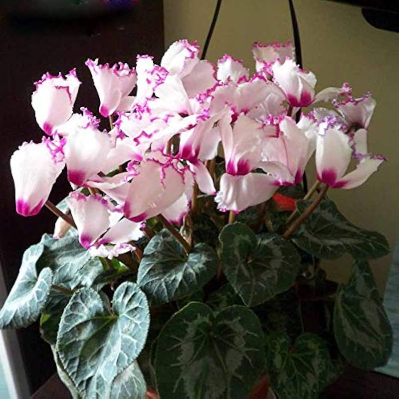 Purple White Cyclamen Flower Seeds for Planting – 100 100
