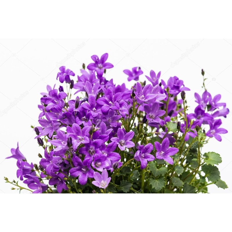 PurplebPortenschlagiana Flower Seeds for Planting – 100 100