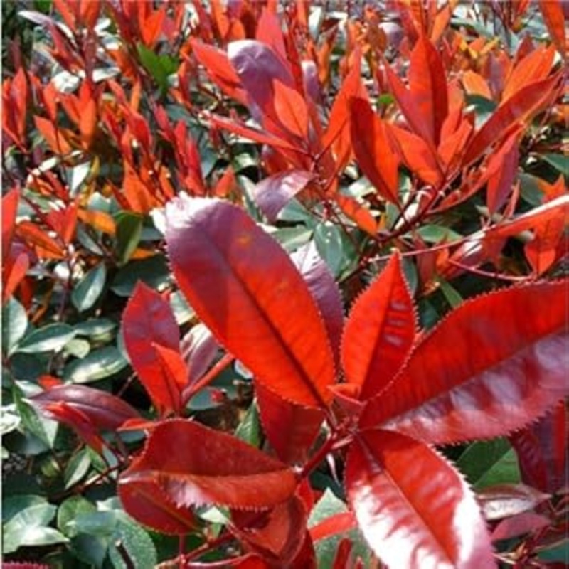 Red Photinia Planting Seeds for Garden NON GMO Seeds 100