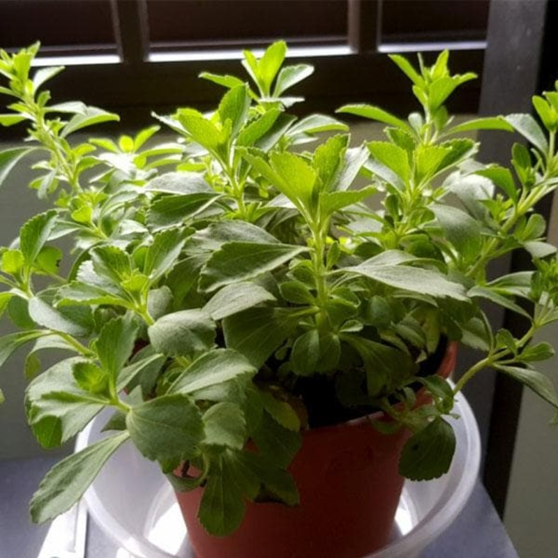 Stevia Rebaudiana – 10 g Seeds