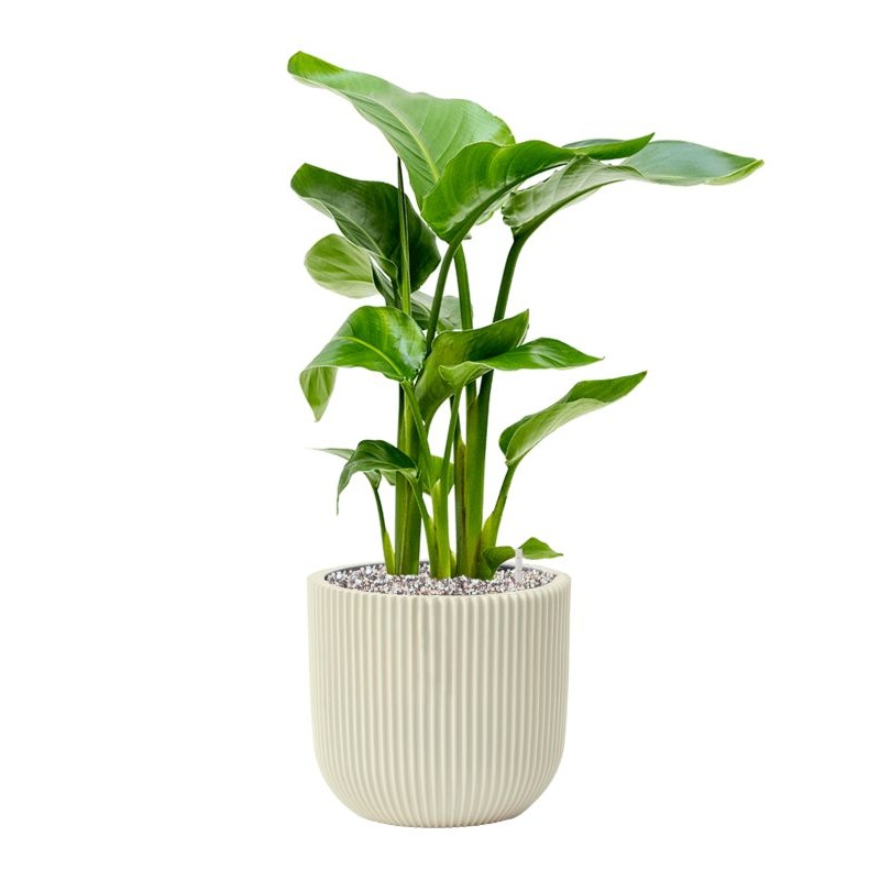 Strelitzia nicolai in Capi Nature Groove Special Office Plant With Pot 63cm Height 21cm Dia