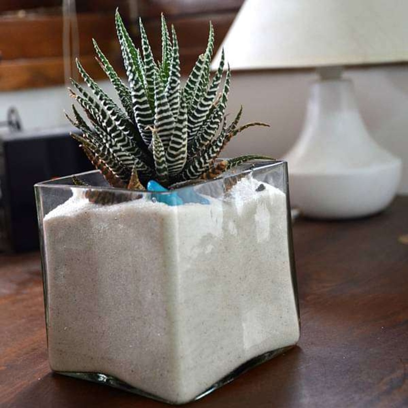 Zebra cactus in white sand square glass pot (4in Ht)