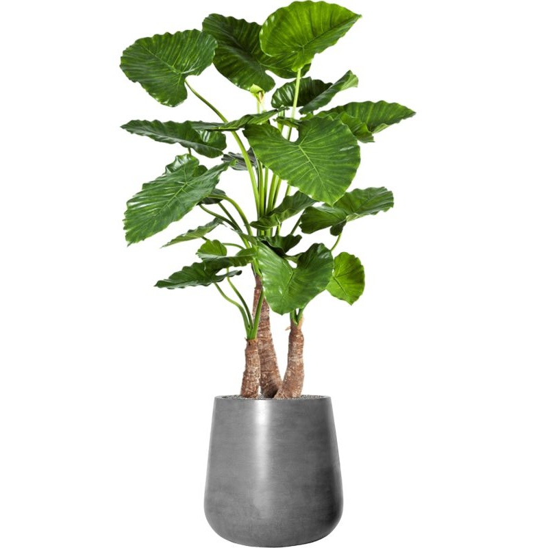 Alocasia calidora in Fiberstone Office Plant With Pot 164cm Height 32cm Dia