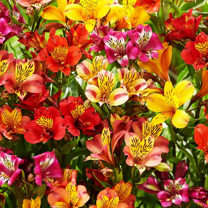 Alstroemeria Aurantiaca Seeds – Heirloom Non-GMO Planting Flower Seeds 100