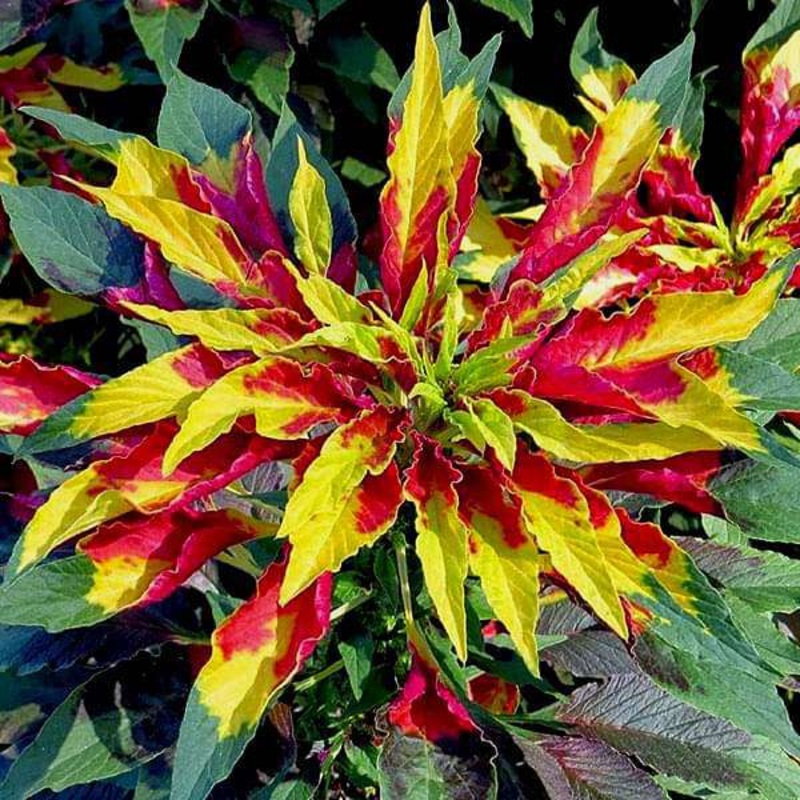 Amaranthus Tricolour Mixed Color – Desi Flower Seeds