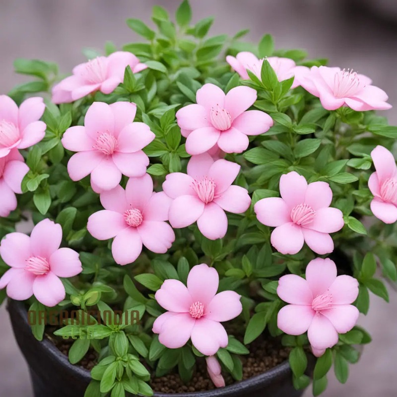 Baby Pink Yulan Flower Seeds for Planting, Fresh, NON GMO Seeds 100