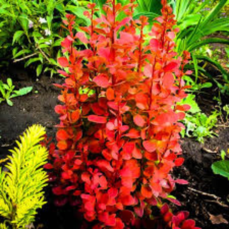Barberry-Orange Rocket 3C
