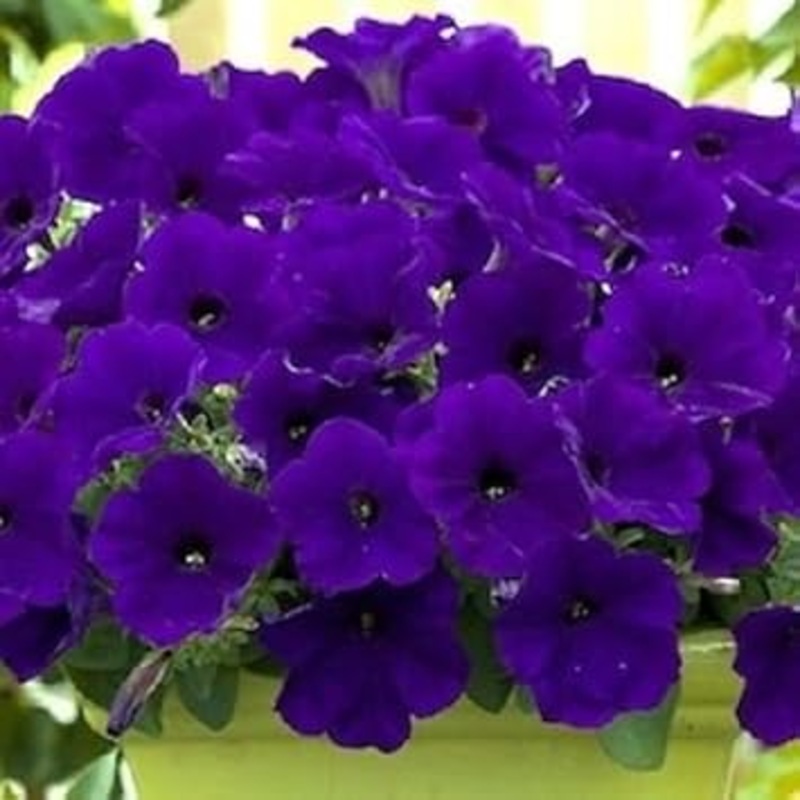 Blue Petunia Flower Seeds – Heirloom, NON-GMO, Easy Planting for Garden, Hanging Baskets & Borders 100