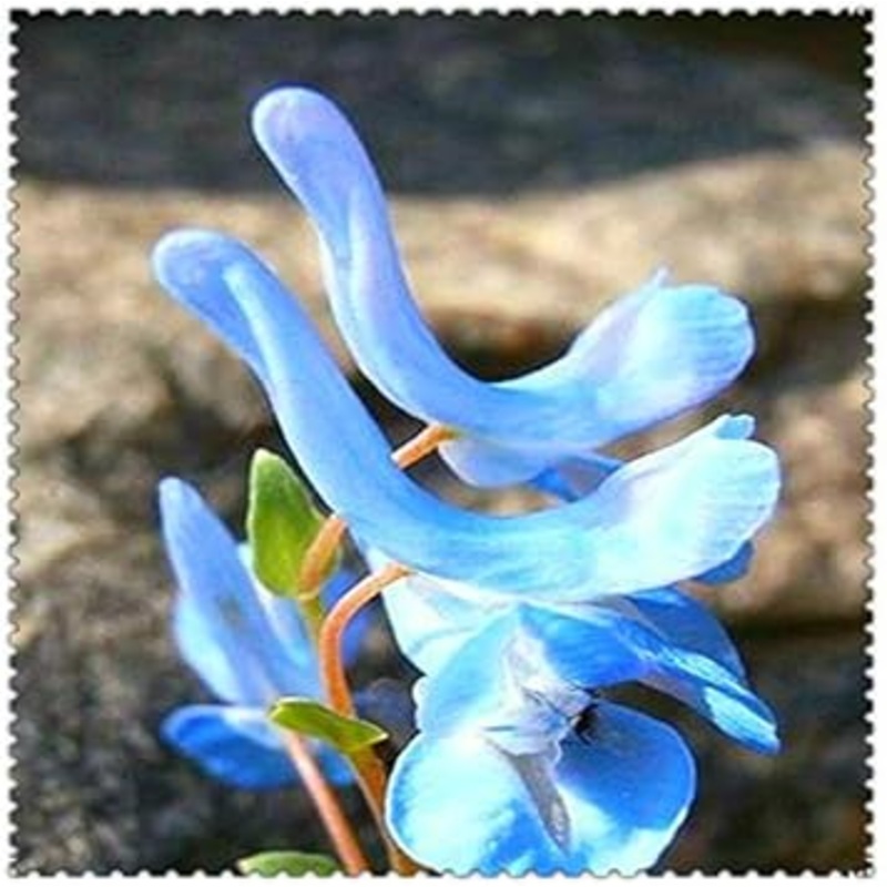 Blue Swan Flower Seeds for Planting, 100 100