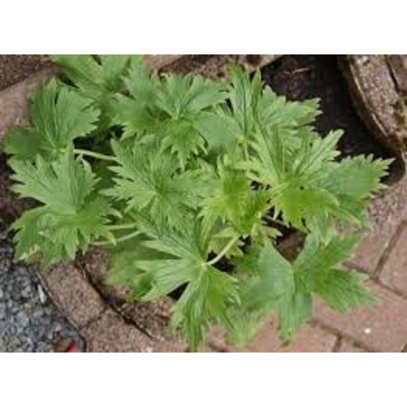 Coral Bells Heuchera Plant Seeds for Garden Planting – Heirloom, NON-GMO Seeds for Vibrant Blooms 100