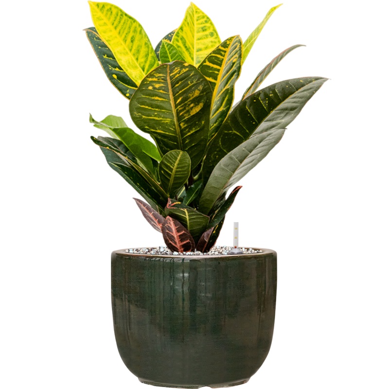 Croton (Codiaeum) variegatum ‘Petra’ in Plain Striped Office Plant With Pot 43cm Height 18cm Dia