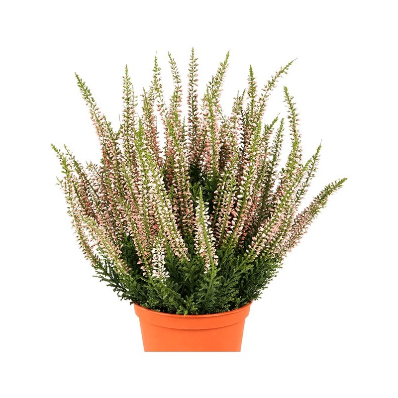 Erica Artificial Plant Premium Faux 35cm Height