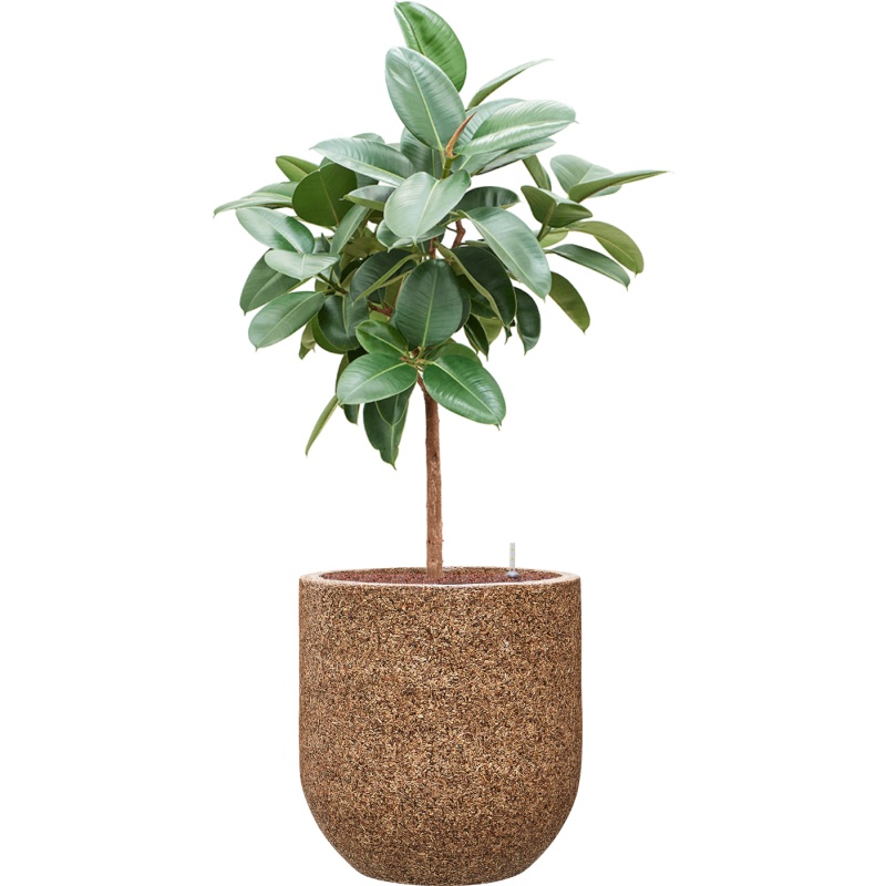 Ficus elastica ‘Robusta’ in Baq Naturescast Office Plant With Pot 138cm Height 38cm Dia