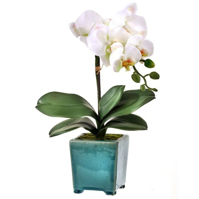 Footed Pot Phaleanopsis White Everlasting