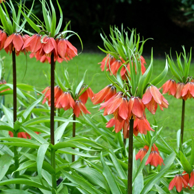 Green Crown Imperial Flower Seeds  Heirloom Non-GMO Regal Blooms for Spring Garden Planting 100