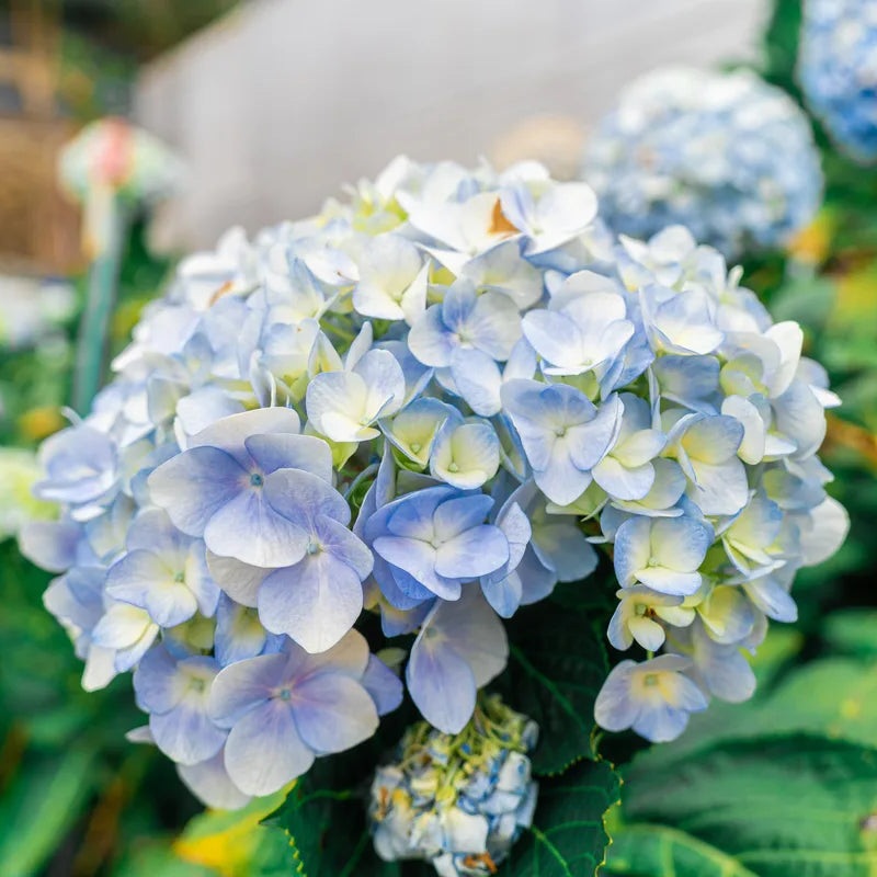 Heirloom Blue White Hydrangea Flower Seeds, Non-GMO Bicolor Blooms for Planting 100