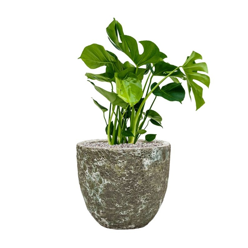 Monstera deliciosa in Baq Lava Office Plant With Pot 81cm Height 30cm Dia