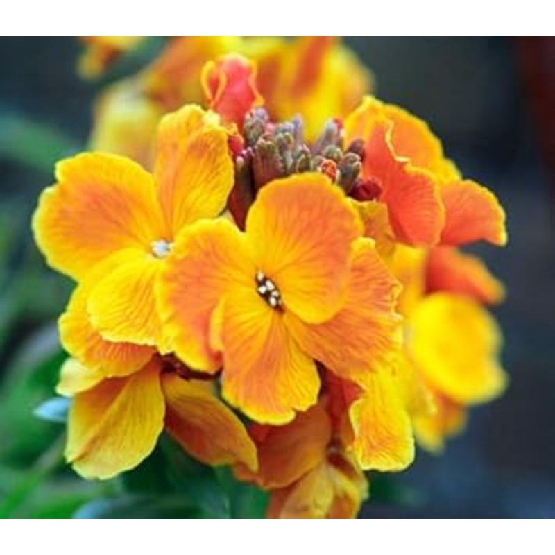 Orange Wallflower Flower Seeds for Planting  Organic, Heirloom, Non-GMO Fragrant Blooms 100