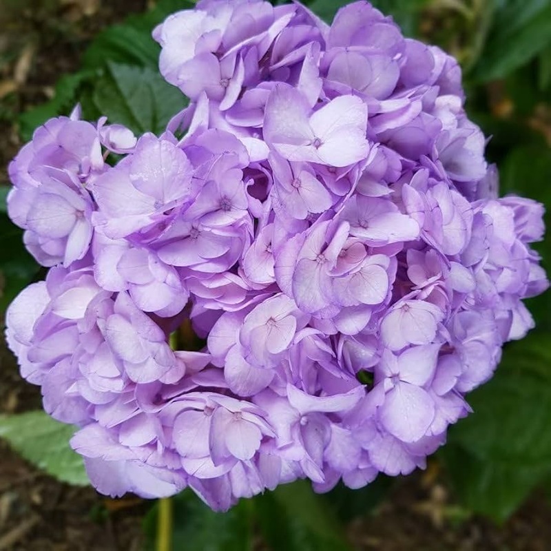 Organic Violet Hydrangea Flower Seeds for Planting  Heirloom, Non-GMO 100