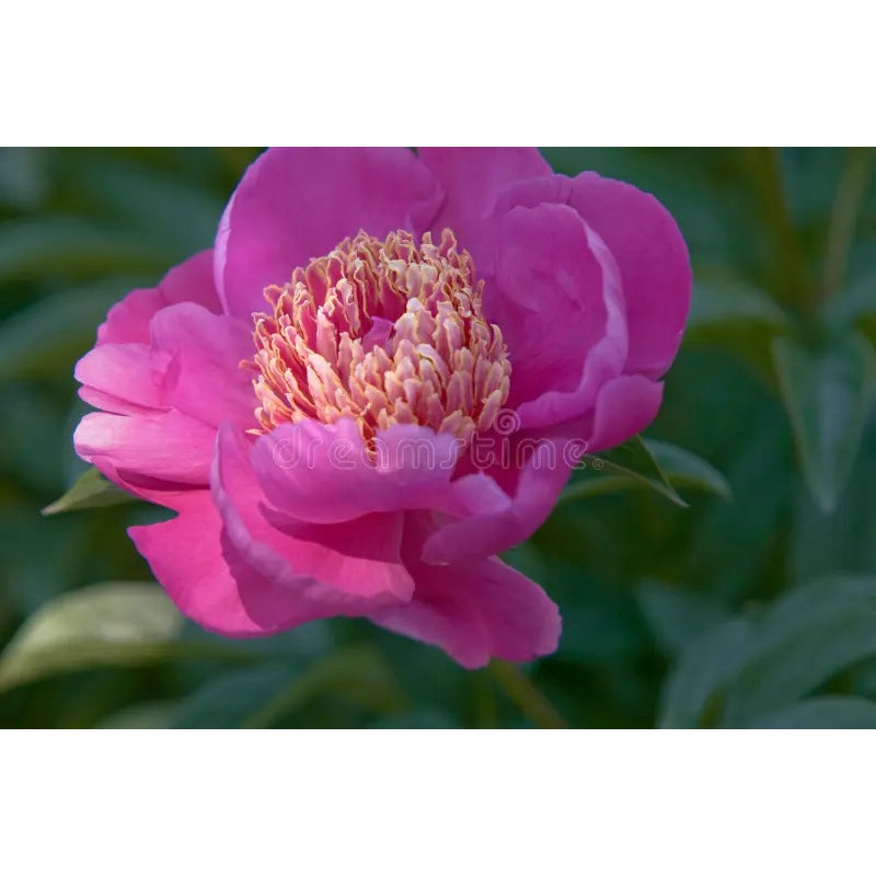 Pink Paeonia Tenuifolia Flower Seeds for Planting – 100 100