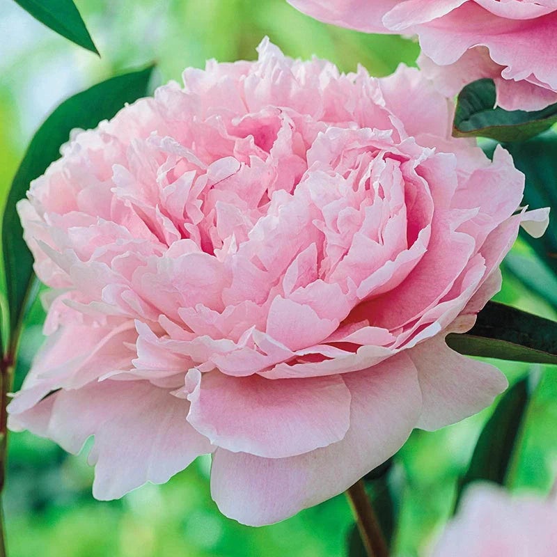 Pink Peony Flower Seeds for Planting -NON GMO Seeds,Perennials 100