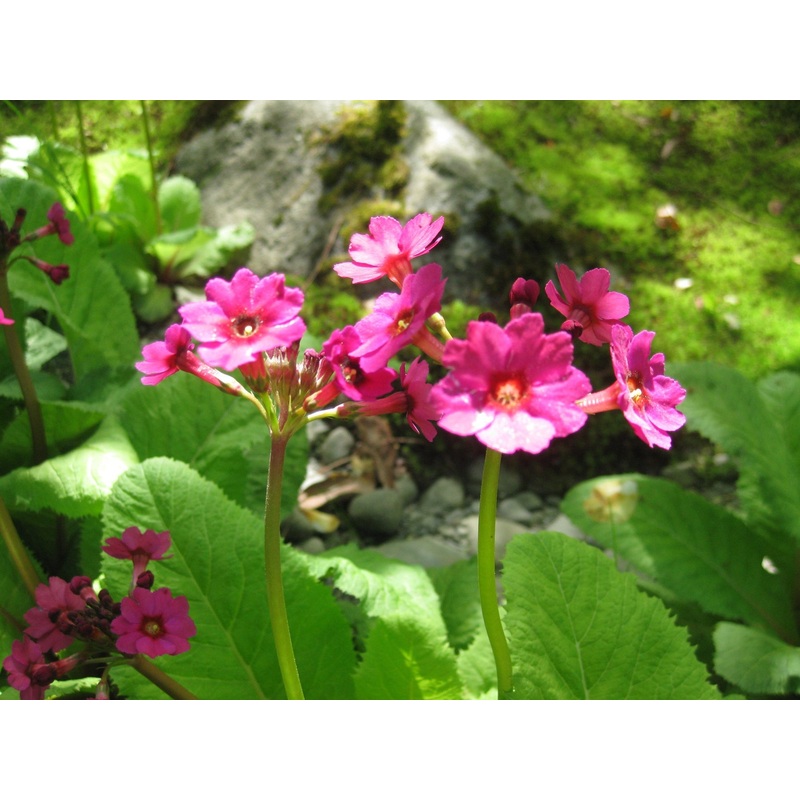Primula Japonica Flower Seeds, Heirloom, Non-GMO Seeds for Planting 100