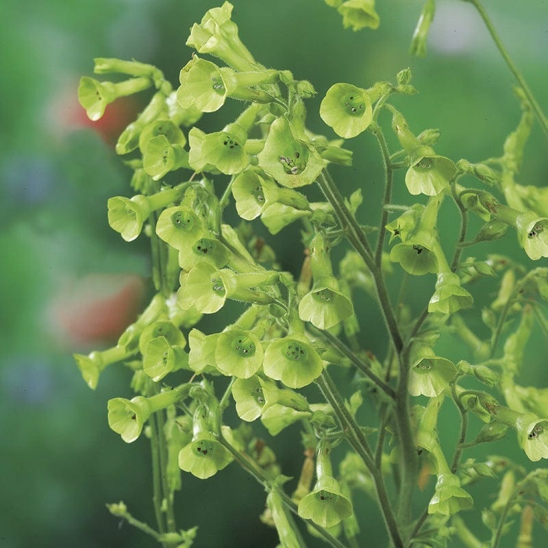RHS Nicotiana langsdorffii Seeds