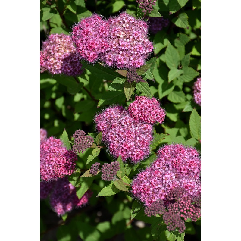 Spirea-Double Play Artisan 3CP