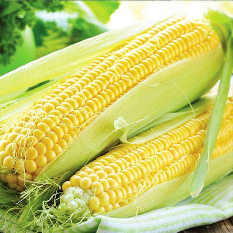 Sweet Corn F1 Hybrid – Vegetable Seeds