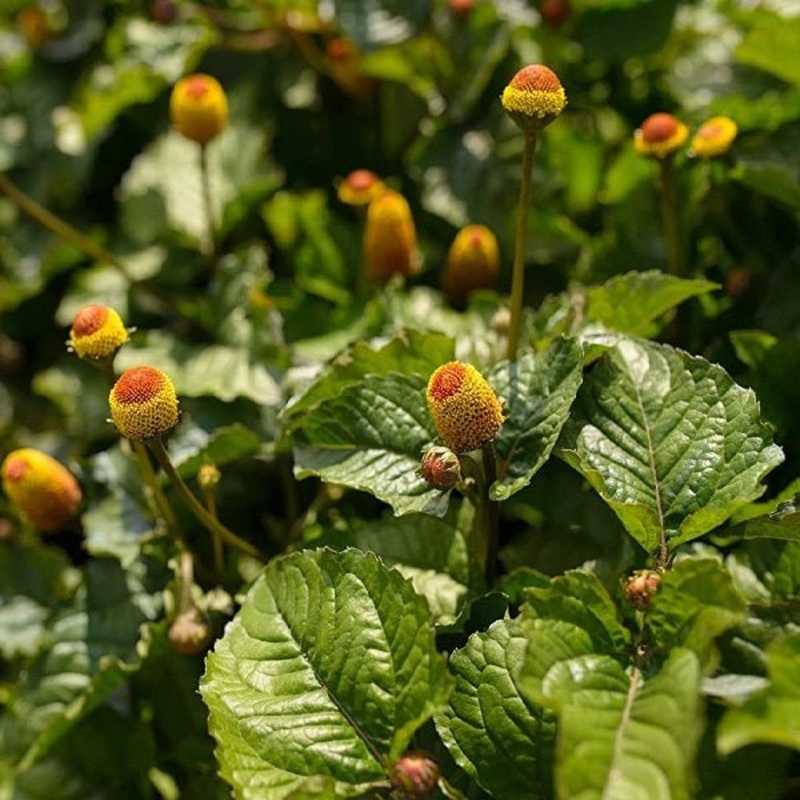 Toothache, Akarkara – seeds