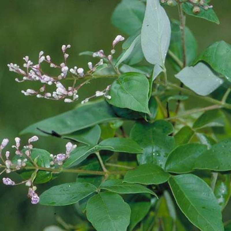 Vitex trifolia, Nirgundi – Plant