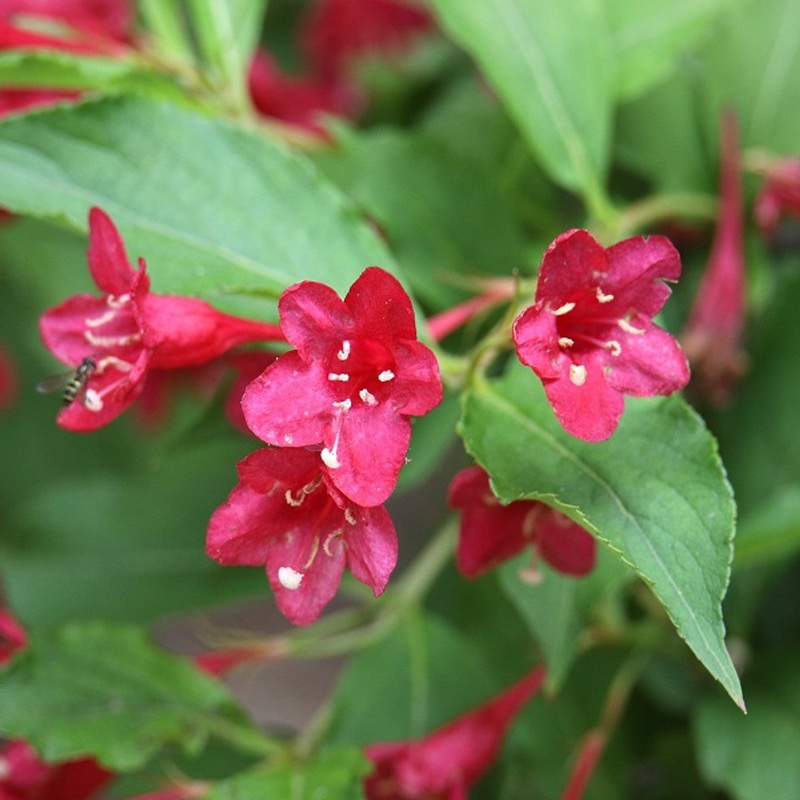 Weigela Seeds for Planting  Organic, Heirloom, Non-GMO Flowering Shrub Seeds 100