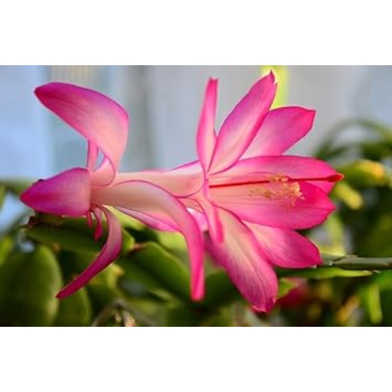 White Pink Zygocactus Flower Seeds for Planting – 100 100