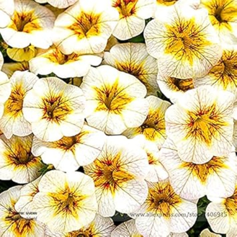 White Yellow Frostfire Flower Seeds for Planting  Organic, Heirloom, Non-GMO Garden Blooms 100