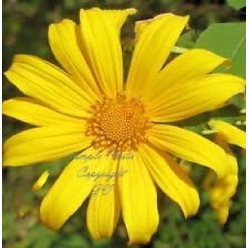 Yellow Rotundifolia Flower Seeds for Planting, 100 pcs 100