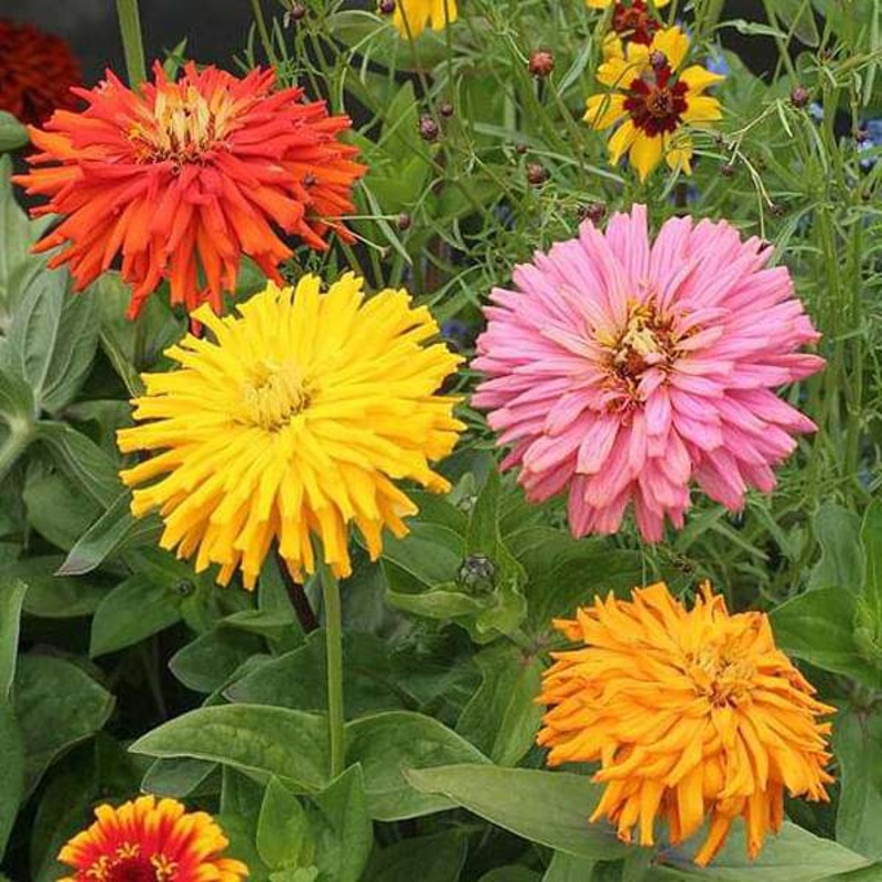 Zinnia Cactus Mixed Color – Desi Flower Seeds