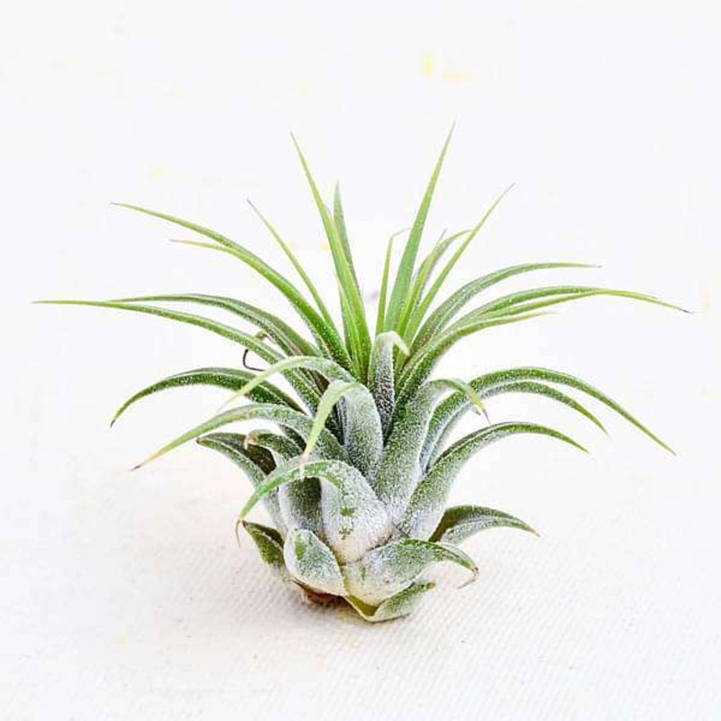 Air Plant, Tillandsia ionantha Guatemala (Small) – Plant