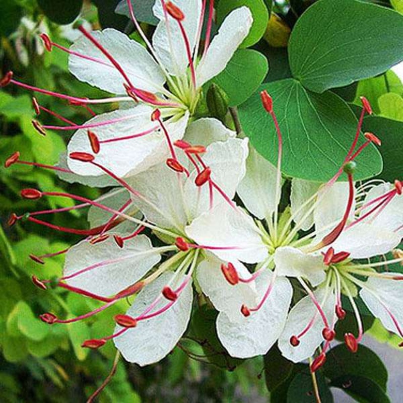 Bauhinia Retusa – 0.5 kg Seeds