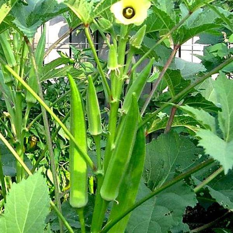 Bhindi, Okra F1 Sujata – Vegetable Seeds