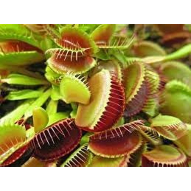 Carnivorous Plant Seeds for Garden Planting – NON GMO Seeds 100