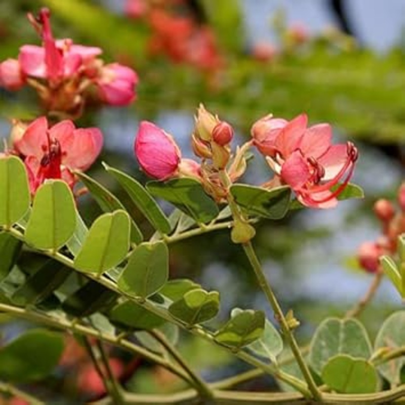 Cassia Marginata Flower Seeds for Planting – 100 100