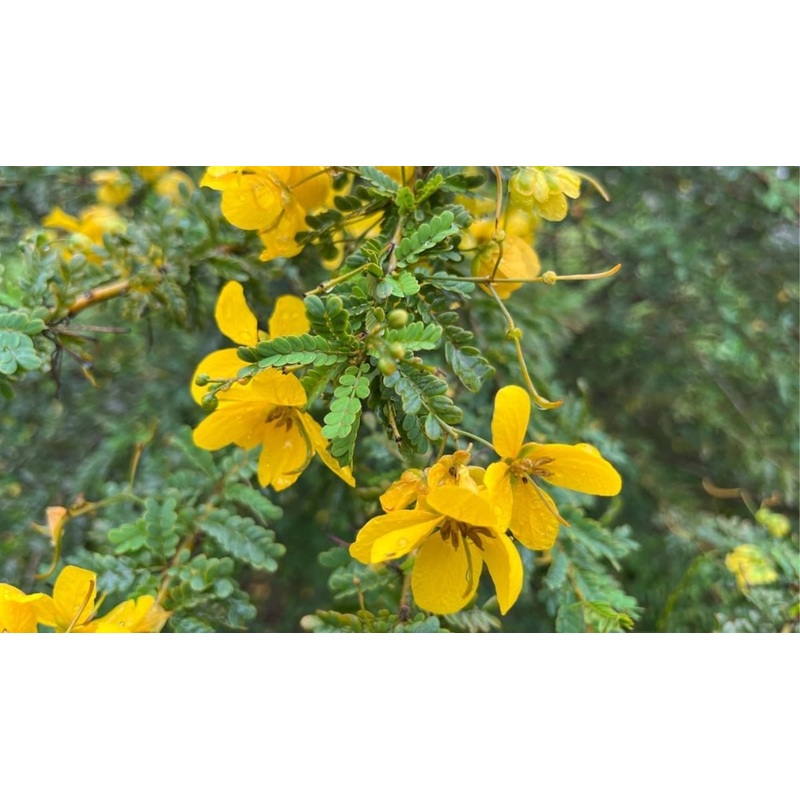 Cassia Occidentalis Flower Seeds Heirloom Non GMO Planting – 100 100